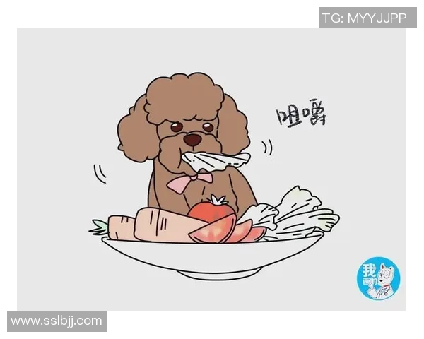 陈军独家分享网球心得与技巧助你提升球技的全面指南